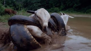 Giants of the Riverbanks: Nature’s Most Powerful Serpents