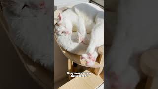 Лапки — секрет выживания#кот #лапки #факты #питомцы #кошки #интересно #животные #fyp #фрейм #котики
