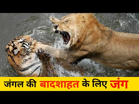 Tiger vs Lion The Ultimate Showdown | Who Will Win? कौन है असली जंगल का राजा ? #lion  #wildlife