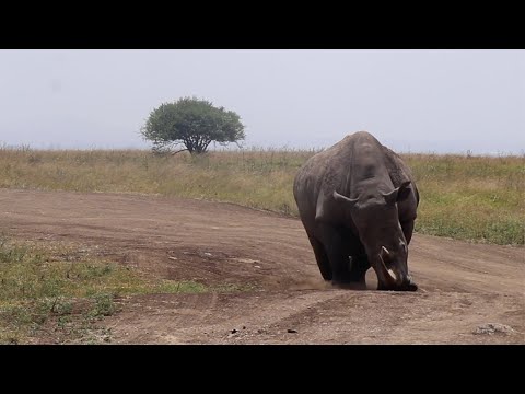 Run when you see a Rhino doing this