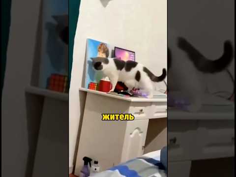 САМЫЙ АККУРАТНЫЙ КОТ В МИРЕ ? #shorts
