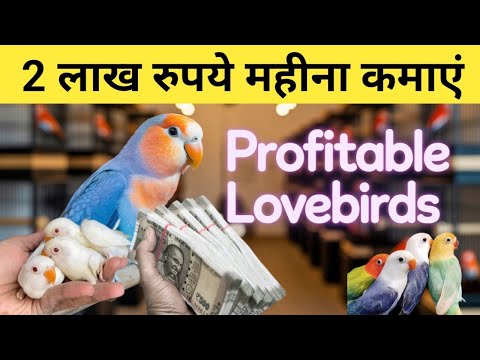 Profitable Lovebirds Farming with Results