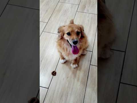 MI MAMÁ VOTÓ A MI PERRITO 😭💔