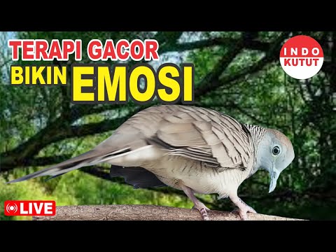 suara burung Perkutut Lokal Gacor di alam liar manjur buat masteran