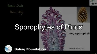 Sporophytes of Pinus