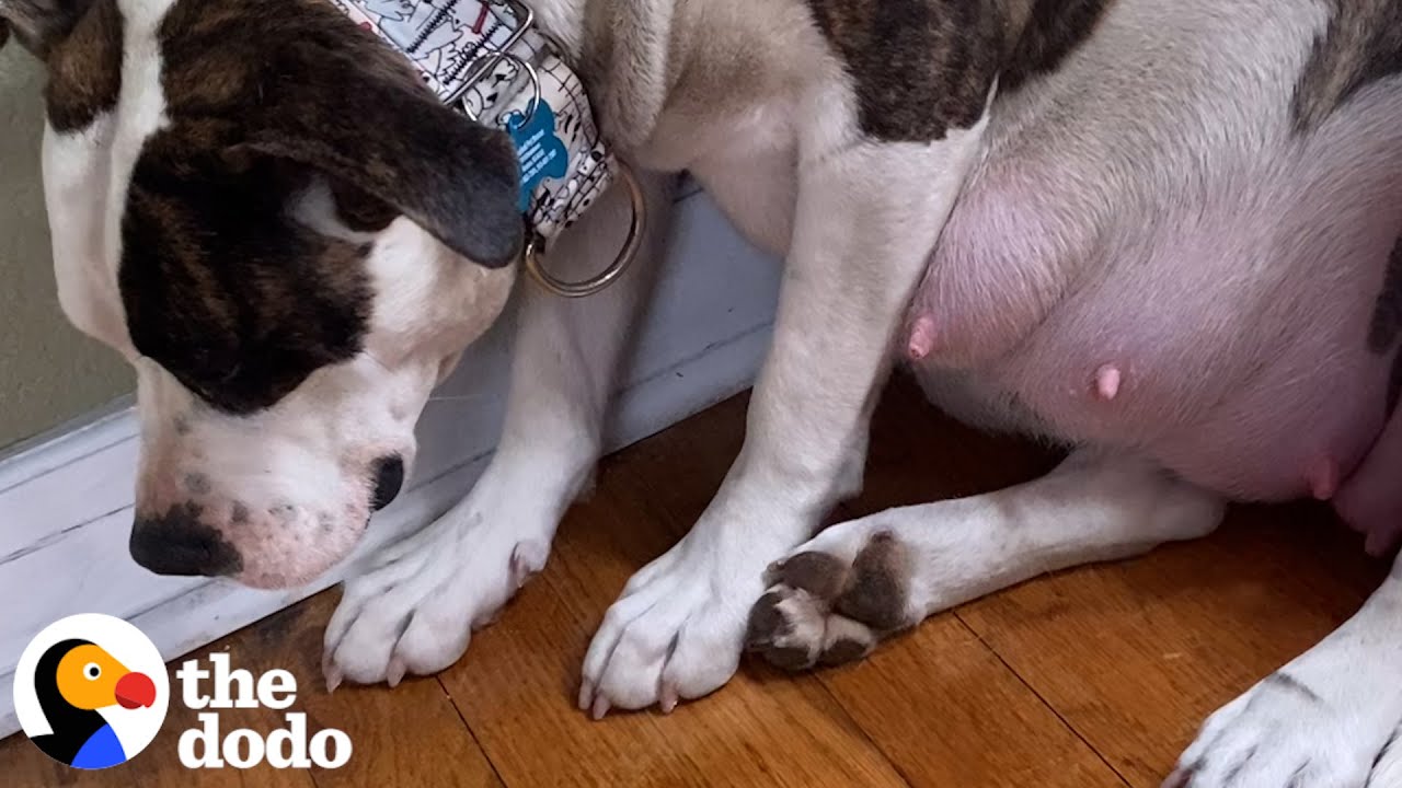Terrified Pregnant Pittie Is The Happiest Mom Now Pittie Nation
