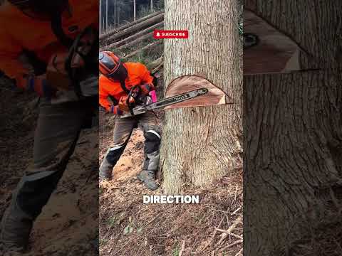 Most Satisfying Tree Fall Youβll See Today! π―π΅ #Shorts