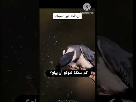 كم سمكة تتوقع أن يبلع 🦅