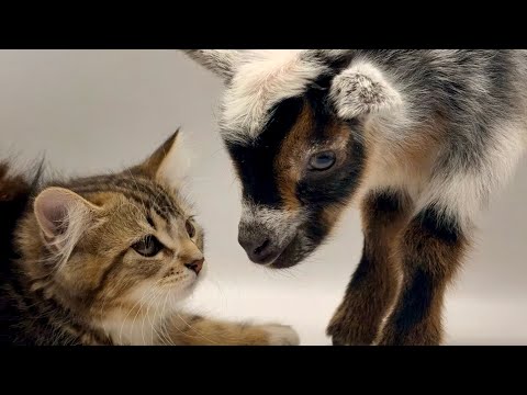 Kittens & baby goats make barn chores fun!