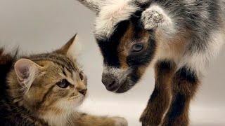 Kittens & baby goats make barn chores fun!