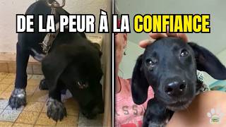 Sauvetage du chiot Poppie : de la peur à la confiance !