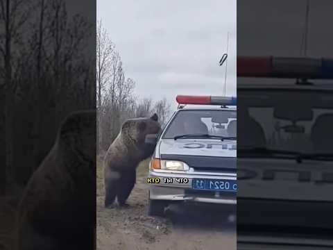 Медведь, который сносит заборы и законы