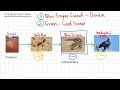 Ecosystem Changes and Food Chains