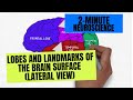 Understanding the Lobes of the Brain