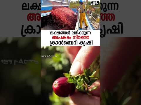 ലക്ഷങ്ങൾ ലഭിക്കുന്ന അപകടം നിറഞ്ഞ ക്രാൻബെറി കൃഷി 😳😲 #cranberries #fruit #farming