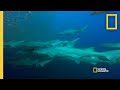 Sand Tiger Sharks and Their Mysterious Behavior