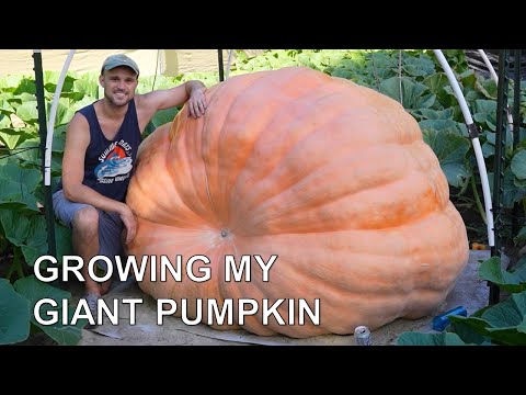 Growing my best pumpkin ever in 5 months