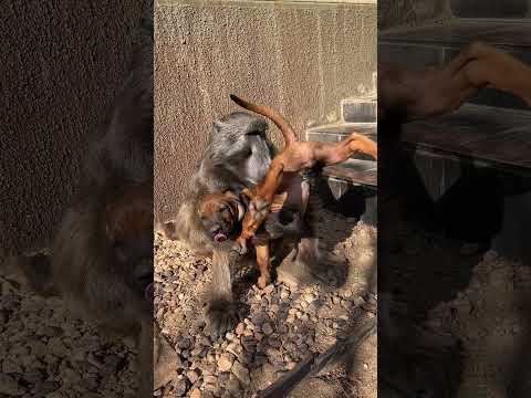 Cindy the Baboon giving Rigby the Puppy a lift! 😍😂 #baboon #puppy #farmlife #cute #animallover