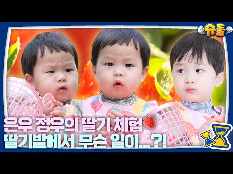 [예고] 딸기를 따랬더니 입으로 죄다 따버린 우형제가 있다? l 슈퍼맨이 돌아왔다 KBS 250205 방송