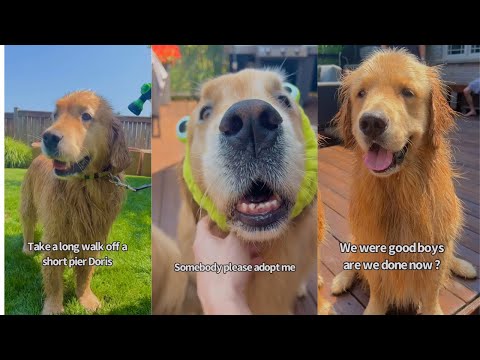 Giving My Dogs An Outdoor Bath