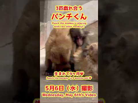 パンチくん【2026年5月6日撮影】3匹戯れ合うパンチくん #がんばれパンチ #punch #HangInTherePunch #市川市動植物園【Punch the monkey】N03