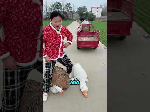 Le cambiaron el pato y ni se dio cuenta! 🦆😂