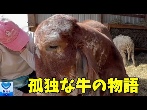 仲間の牛に拒絶され仲間外れにされた牛。孤独を乗り越え種族を超えた友情を育む姿に心温まる【感動】