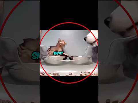 Stray dog attacked kitten