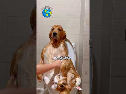 샤워하기 싫어하는 댕댕이의 최후