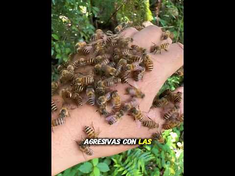 El enjambre confiaba completamente en el chico🐝❤️#animals #shorts #love