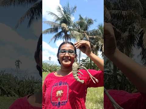 মাটি দিয়ে বানালাম মোচা চিংড়ী 🦐#art #clay #shorts #viralvideo #minivlog