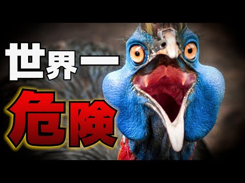 ダチョウより危険な鳥「ヒクイドリ」は何が危険なのか？