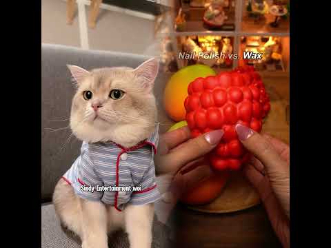 😾 kami mau keluar dari Sindy Entertainment woi! #kucinglucu #cat #kiwibritishcat