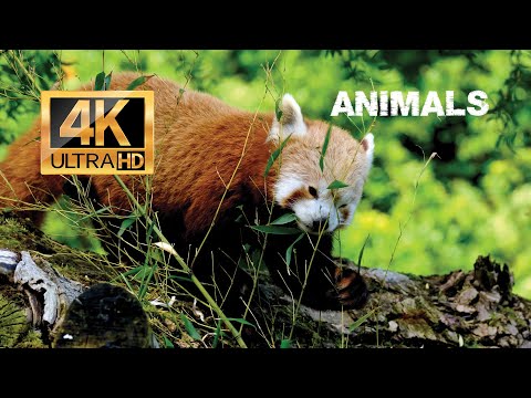 Wildlife Animals in 4K - Nature Relaxation Video With Meditation Music.