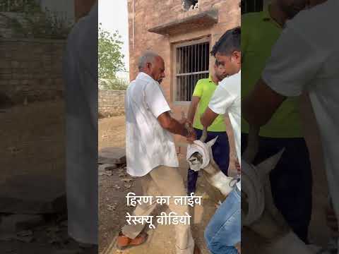 #krishna #animallover #animals #animalshorts #animalsvideo #saveanimals #cowvideos #viralshort