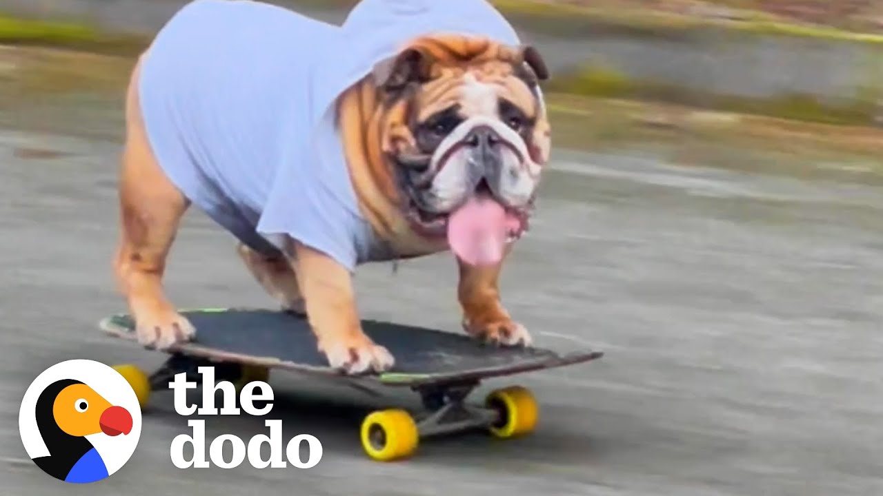 Bulldog Obsessed With His Skateboard Hates When His Parents Try To Take It Away From Him