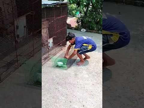 কবুতর খাঁচার মধ্যে বন্দী না আকাশে বেশি ভালো লাগে 😊 #pigeon #youtubeshorts #shortsvideo #kabootar