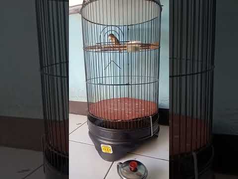 BURUNG SINCHAN GACOR TEMEN NGOPI DI PAGI HARI#shorts