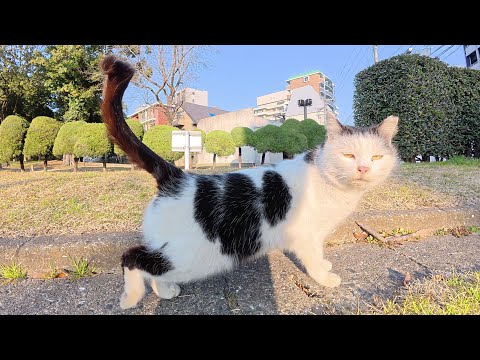 前髪パッツンのブチ猫ちゃんをモフると喜んでくれた