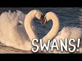 Swans: Facts and Trivia