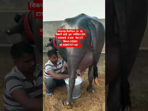 भैंस विकणे आहे दुध 14 लिटर दोन टायमाचे 4 दात वेत 2 रे किंमत 65000 मो.9589797146📞 #baffalo