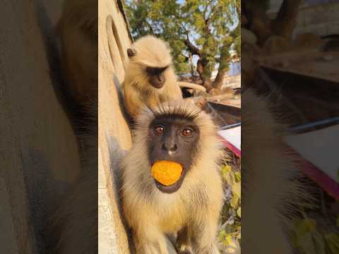 Hanuman