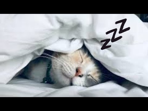 Calma a tu GATO con esta MÚSICA Relajante 😻💤 ¡EN 10 MINUTOS!