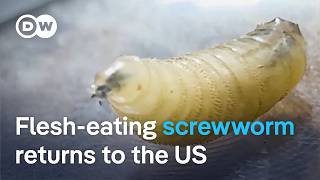 YouTube video thumbnail: New World Screwworm Found in Texas Cattle 