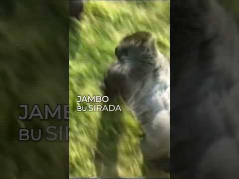 Çocuk Gorillerin Olduğu Alana Düştü!!