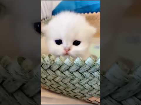 Meow Meow #monitization #subscribe #shorts #YouTube #viral #cat #kitten #views #animals