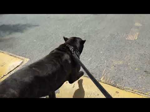BEING A CANE CORSO OWNER W NO EXPERIENCE… 😅🤦‍♂️ (UPDATE)