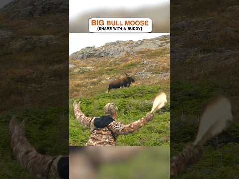 Share with the person you want to hunt with this fall. #moosehunting #canada #newfoundland #moose