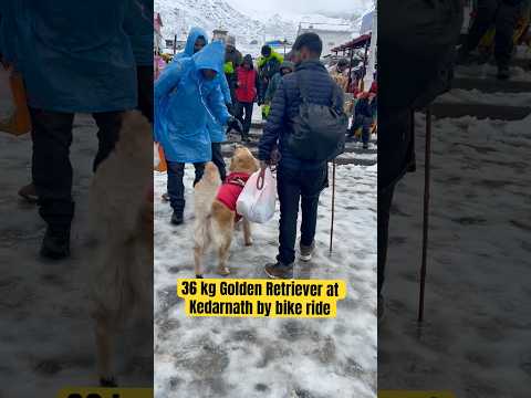 Golden Retriever ￼केदारनाथ पहुँच गया bike ￼से😱! kedarnath temple !bike ride with dog @himalayanamit