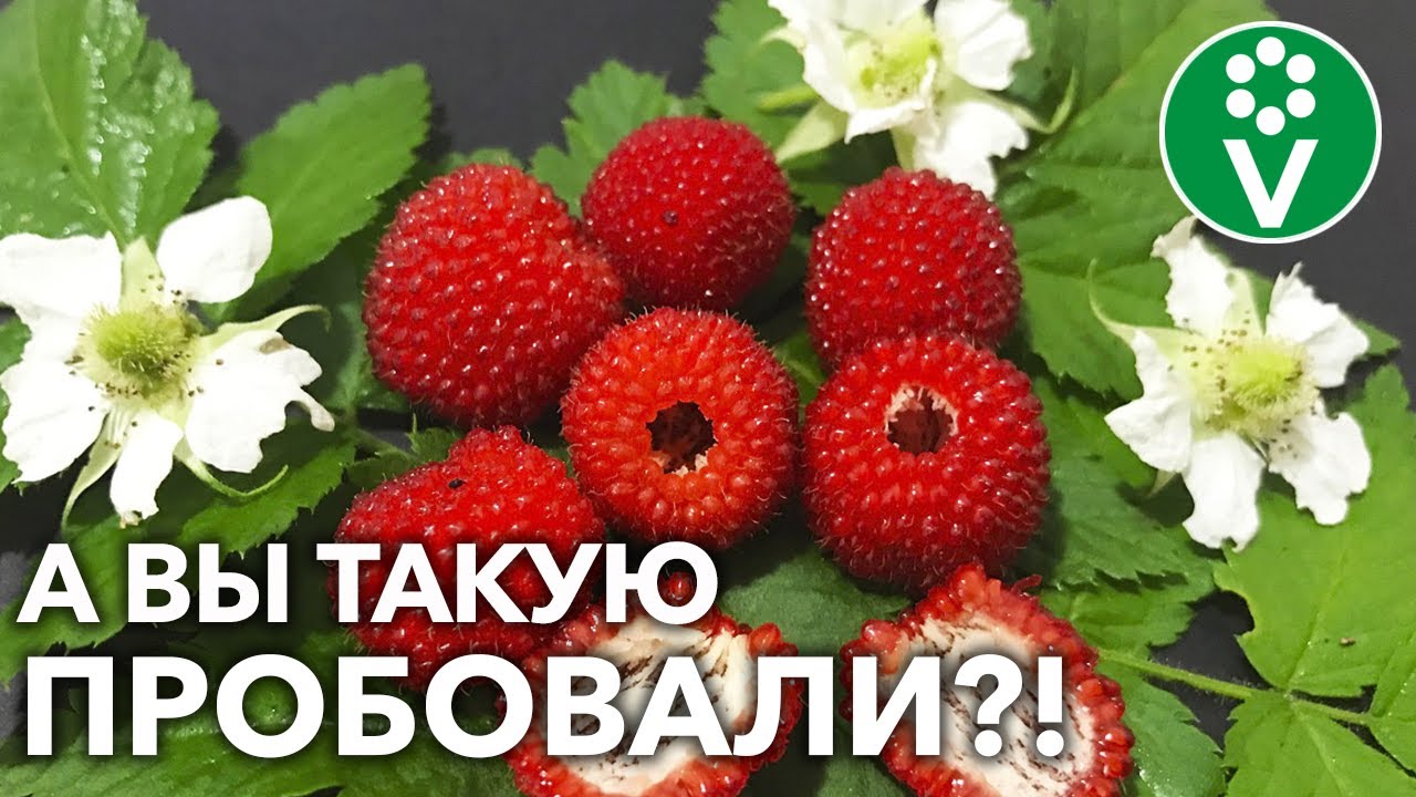 Малина розолистная растет без хлопот, идеальна для варенья!